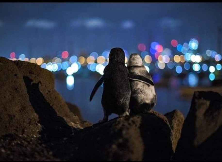 Commitment Means Choosing Blindness to Other Attractions